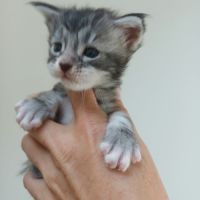 Chatons maine coon loof #5