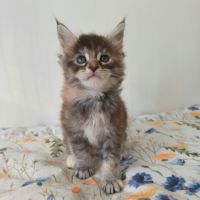 Chatons maine coon loof #6