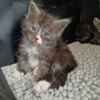 Chatons maine coon loof #7