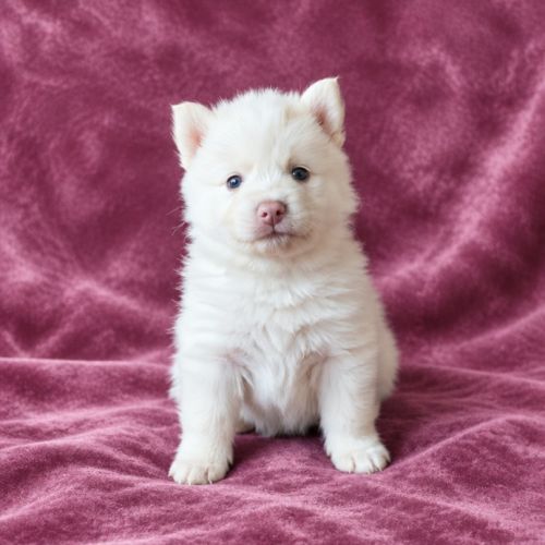 Chiot pomsky femelle #2