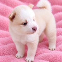 Chiot pomsky femelle