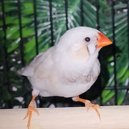 Diamant mandarin #2