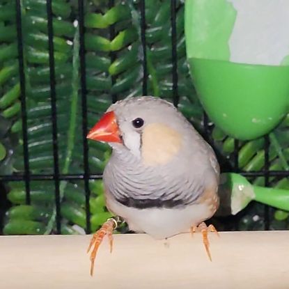 Diamant mandarin