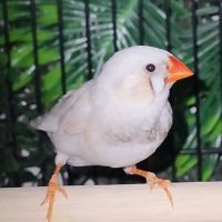 Diamant mandarin #2