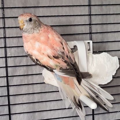 Perruche de bourke opaline #1