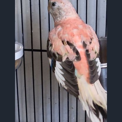 Perruche de bourke opaline #0
