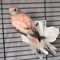Perruche de bourke opaline #1