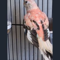 Perruche de bourke opaline
