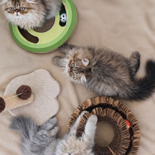 Persan black golden, blue golden et tabby #0