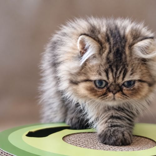 Persan black golden, blue golden et tabby #3