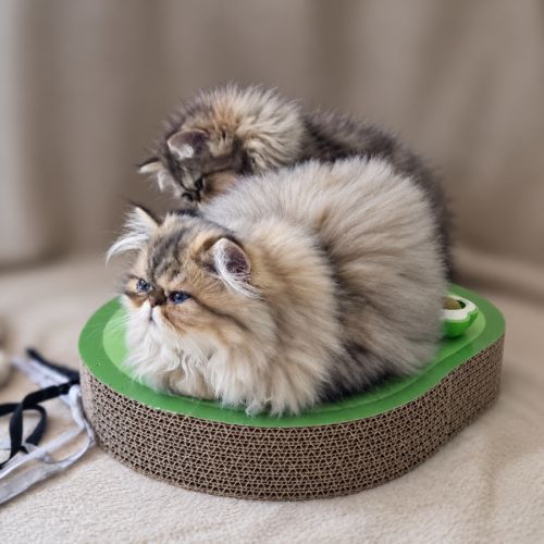 Persan black golden, blue golden et tabby #4