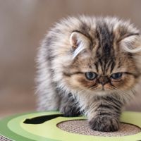 Persan black golden, blue golden et tabby #3