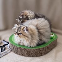 Persan black golden, blue golden et tabby #4