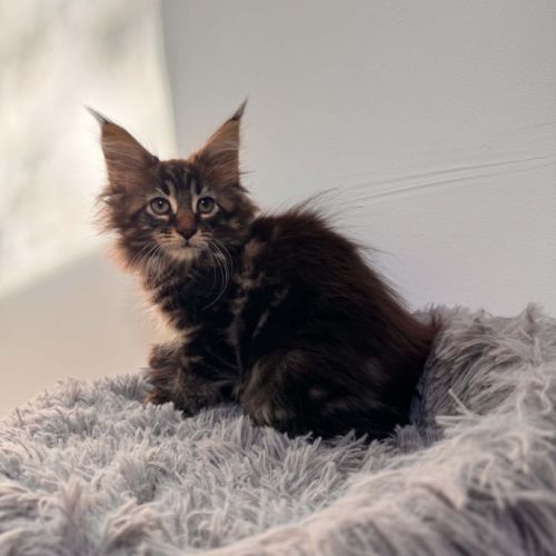 Chaton maine coon #1