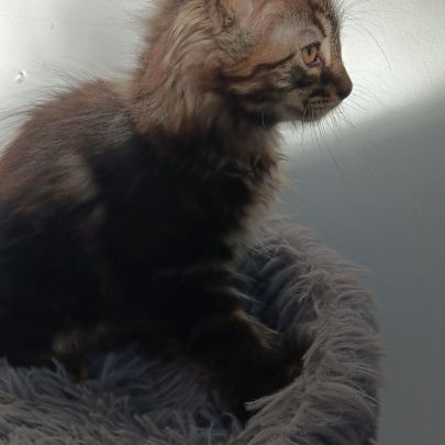 Chaton maine coon #2