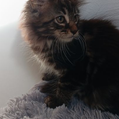 Chaton maine coon #3