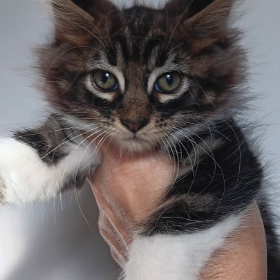 Chaton maine coon #4