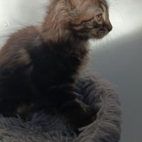 Chaton maine coon #2