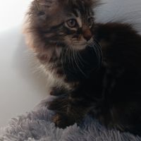 Chaton maine coon #3
