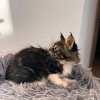 Chaton maine coon