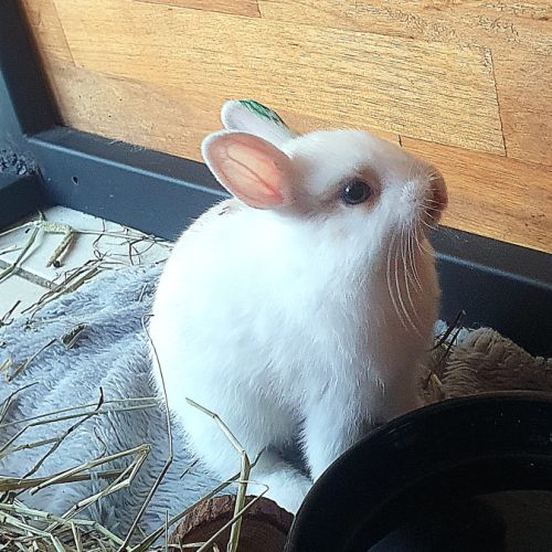 Lapin male #2