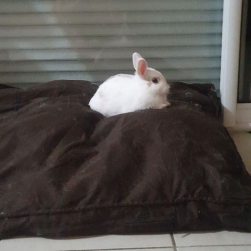 Lapin male #0