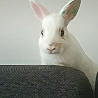Lapin male #1