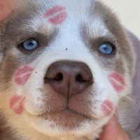 Chiot femelle pomsky lilas bleue