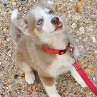 Chiot femelle pomsky lilas bleue #2