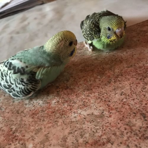 Perruches #5