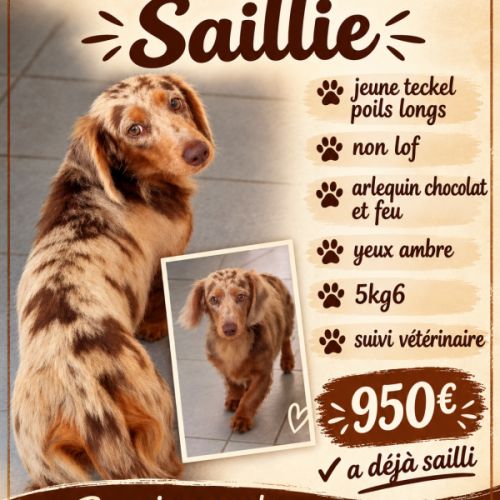 Saillie mâle teckel arlequin chocolat et feu #6