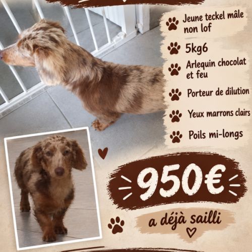 Saillie mâle teckel arlequin chocolat et feu #0