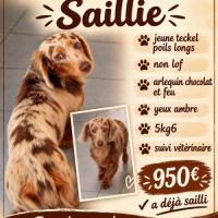 Saillie mâle teckel arlequin chocolat et feu #6