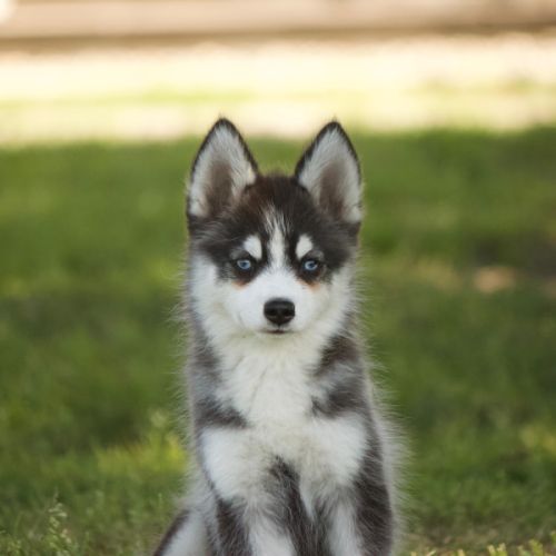 Pomsky mini #0