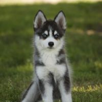 Pomsky mini #1