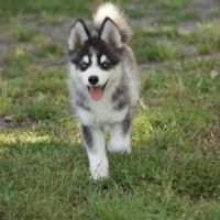 Pomsky mini #2