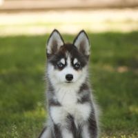 Pomsky mini