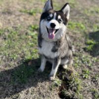 Pomsky mini