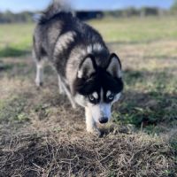 Pomsky mini