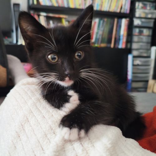 Fripouille, adorable chaton à l'adoption #0