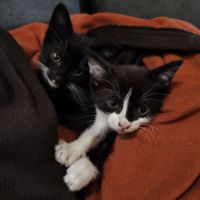 Fripouille, adorable chaton à l'adoption #1