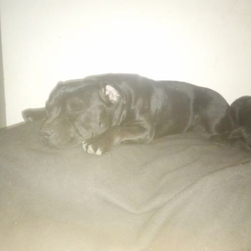Magnifiques chiots lof staffy a réserver #1