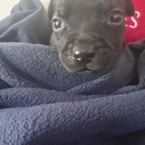 Magnifiques chiots lof staffy a réserver #4