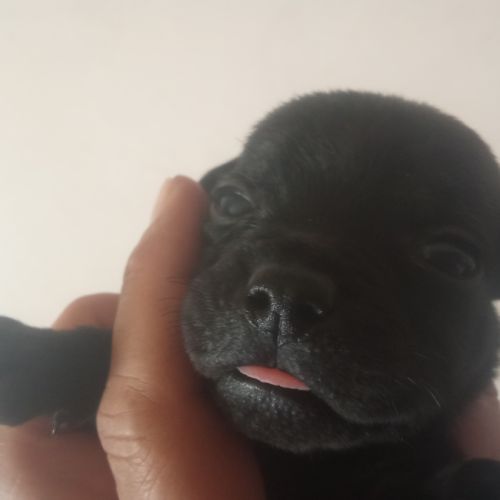 Magnifiques chiots lof staffy a réserver #7