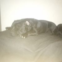 Magnifiques chiots lof staffy a réserver #1