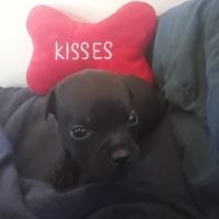 Magnifiques chiots lof staffy a réserver