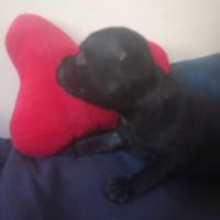 Magnifiques chiots lof staffy a réserver #3