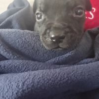 Magnifiques chiots lof staffy a réserver #4