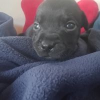 Magnifiques chiots lof staffy a réserver #5