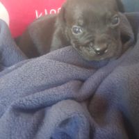Magnifiques chiots lof staffy a réserver #6
